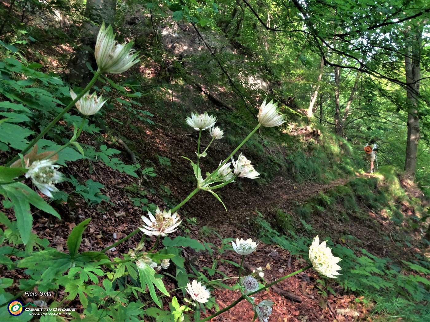 33 Fiori di astranzia maggiore ( Astrantia major).JPG